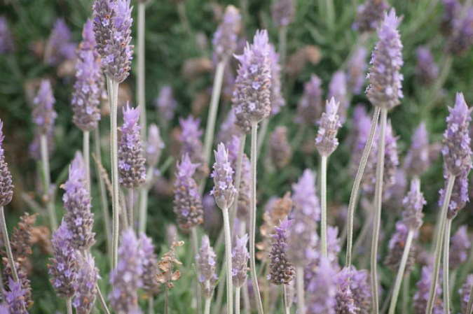 Lavanda. Coloca unos saquitos con lavanda en tu armario. Perfumarán y ahuyentarán los insectos.