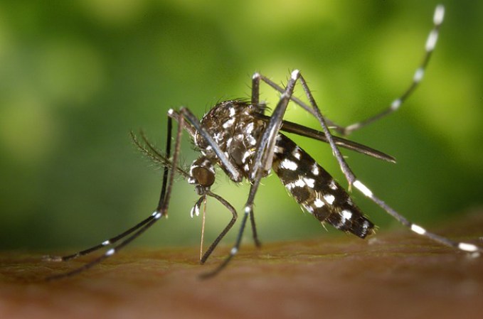 Dengue existen cuatro serotipos del virus del dengue.