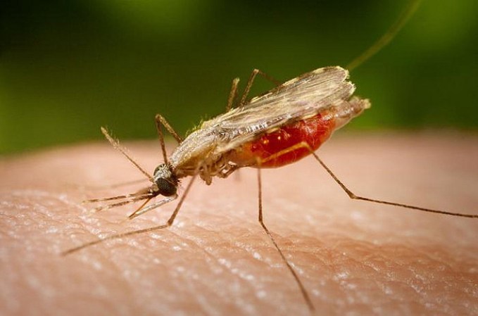 Los síntomas son fiebre, vómitos y dolor de cabeza, y pueden aparecer de 10 a 15 días después de la picadura. La infección por P. falciparum es la más peligrosa y si no se trata puede llevar a complicaciones renales y cerebrales, e, incluso, a la muerte.