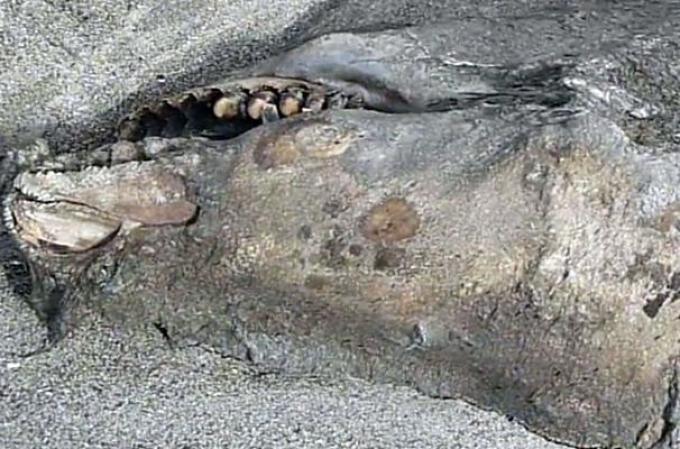 Una extraña y monstruosa especie fue encontrada zanjada a orillas de una playa en Nueva Zelanda. Algunos expertos especulan que pudiera tratarse del cuerpo de una orca asesina.