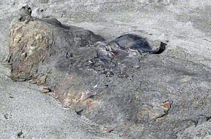 Una extraña y monstruosa especie fue encontrada zanjada a orillas de una playa en Nueva Zelanda. Algunos expertos especulan que pudiera tratarse del cuerpo de una orca asesina.
