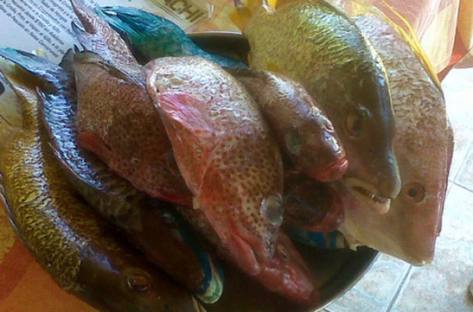 Una de las playas más visitadas e icónicas de Republica Dominicana es la de Boca Chica, la cual cuenta con una inigualable receta para preparar el pescado frito o al vapor.