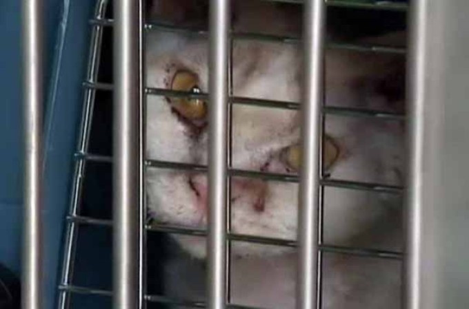 3 DE ABRIL, 2013: Las autoridades neoyorquinas incautaron unos 200 animales de distintas especies en una vivienda localizada en Long Island.