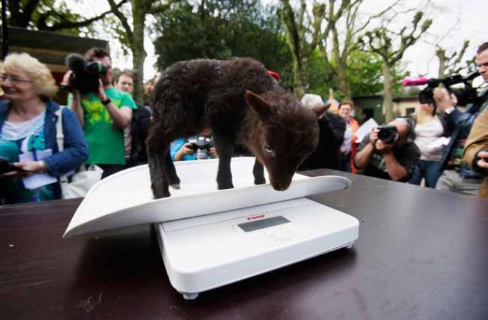 Una oveja de Ouessant es pesada por los cuidadores del zoológico
