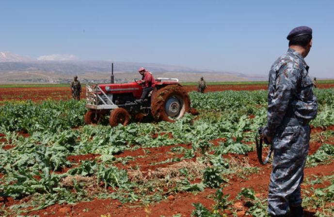 Autoridades del Líbano destruyen plantas de amapola, de la que se produce el opio y la heroína.