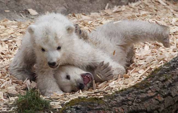Los inquilinos más tiernos del zoológico.