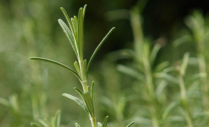 Romero y tomillo. Para trapear hacer una infusión concentrada de tomillo o romero, añadir una cucharada de sal y unas gotas de aceite esencial de lavanda.