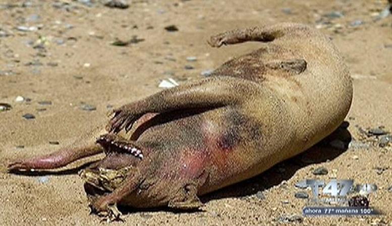 El animal muerto fue sacado de la orilla del East River y aún se desconoce su raza u origen.