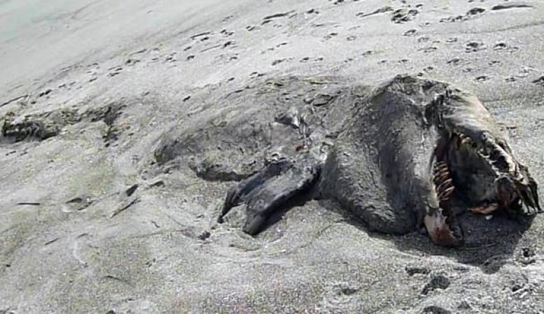 Una extraña y monstruosa especie fue encontrada zanjada a orillas de una playa en Nueva Zelanda. Algunos expertos especulan que pudiera tratarse del cuerpo de una orca asesina.