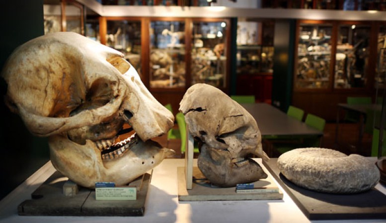 Cráneos de elefantes en el museo “Grant Museum of Zoology” de Londres, dónde miles de diferentes especies mantienen una viva presencia.