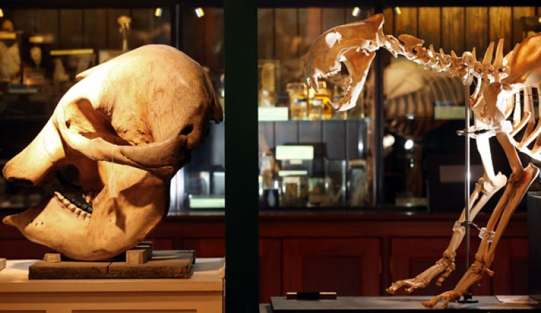 Un cráneo de elefante y el esqueleto de un tíguere en el museo “Grant Museum of Zoology” de Londres, dónde miles de diferentes especies mantienen una viva presencia.