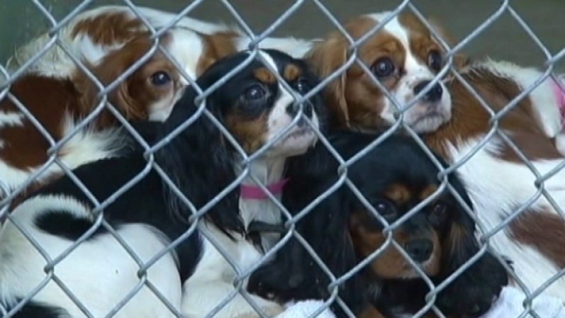 Luego, la noche del martes, 41 perros, en su mayoría de la raza Cavalier King Spaniel, fueron encontrados en un camino rural cerca de Sanger.