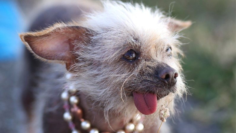 El festival se llama “La competencia de los perros más feos”.