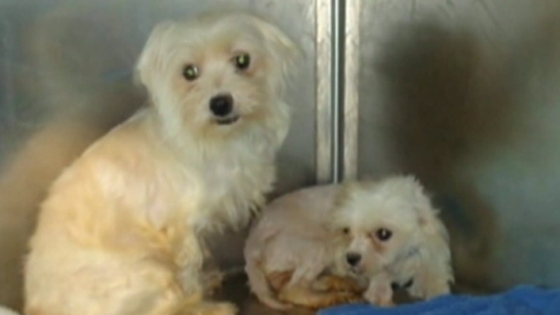 Grupos de voluntarios van a bañar a los animales en los próximos días antes de ponerlos en adopción.