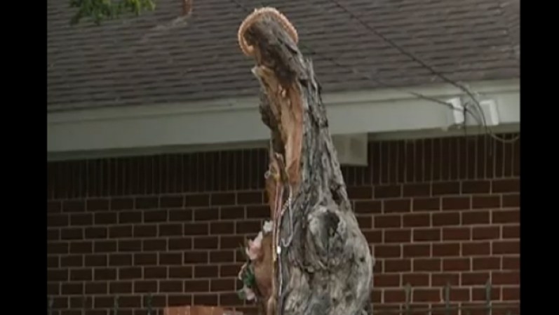 Una de las apariciones ocurrió en Harlingen, Texas… Las personas creen que la virgen se plasmó en el tronco de un árbol después de que un rayo le cayó encima partiéndolo en dos.