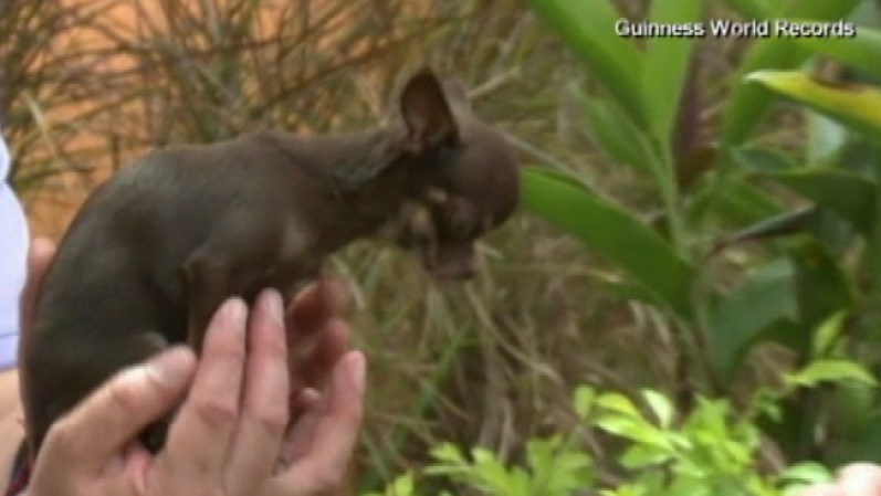 ...con tan solo 3.8 pulgadas, la perrita cabe en la palma de una mano.