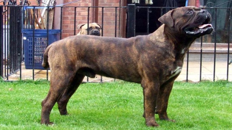 Bullmastiff