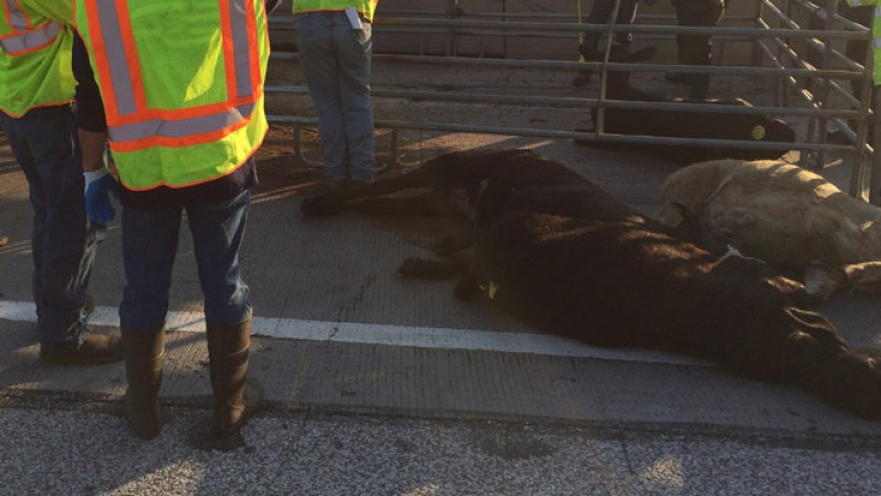 23 DE ABRIL, 2014- Se vivió una pesadilla vial en Fort Worth después de que un tráiler que transportaba vacas se volcó en una rampa el miércoles en la mañana.