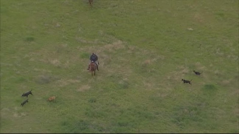 La policía sigue buscando a los reos por helicóptero y hasta en caballo.