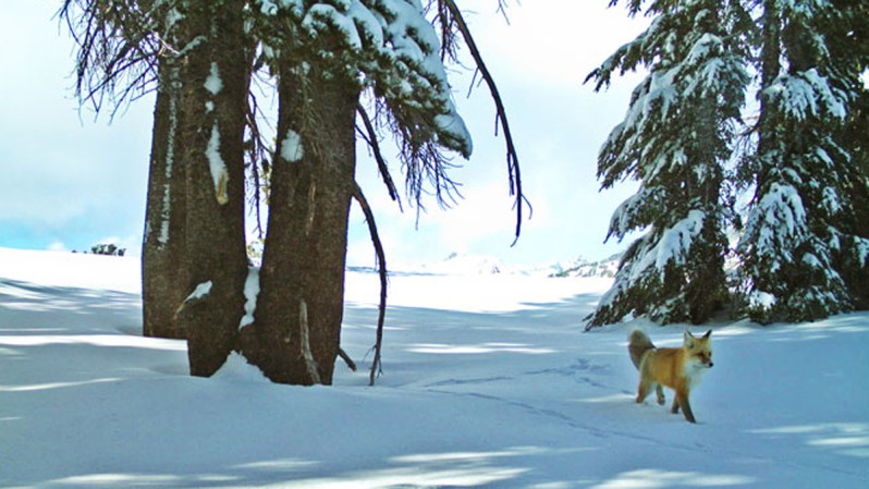 PARQUE NACIONAL YOSEMITE, Calif. -- Un raro zorro rojo de Sierra Nevada fue visto en el parque nacional Yosemite, en California, por primera vez en casi 100 años.