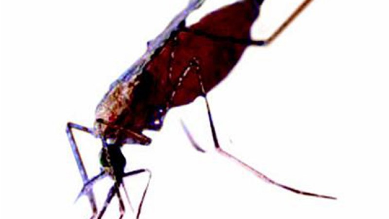 Mosquito transmisor de la malaria.