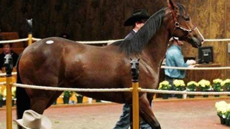 Subastan caballo de Los Zetas en $1.7M