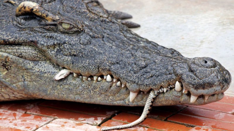 Cocodrilos en Tamaulipas tras tormenta