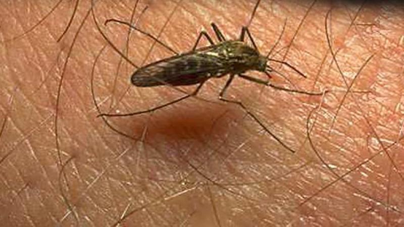 Intentan prevenir el virus del Nilo
