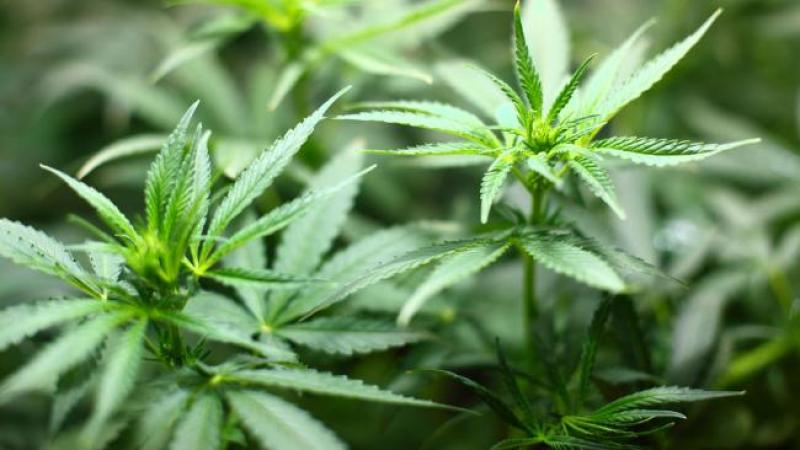 Uruguay podría legalizar la marihuana