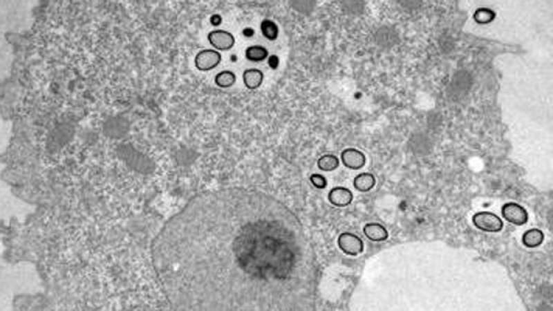 Virus gigante.