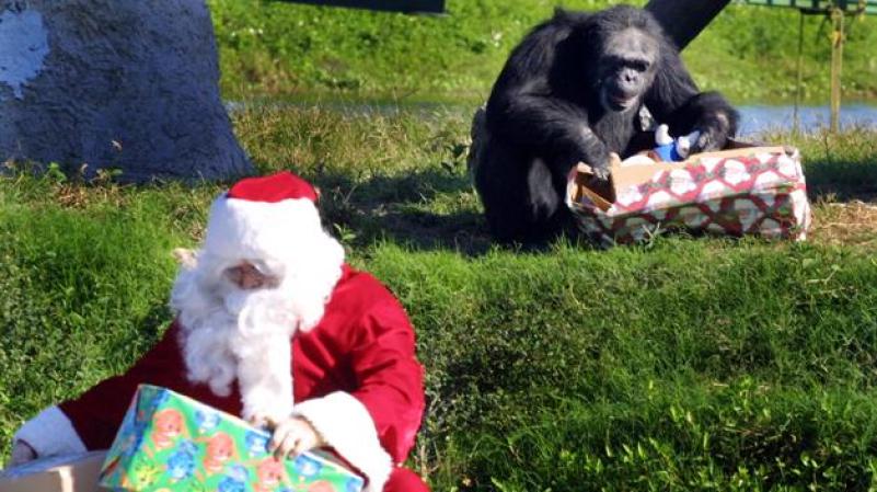 Estas fotos en el Lion Country Safari -ubicado en Loxahatcheede, cerca de West Palm Beach- se han tomado en pasados años para la época de Navidad.