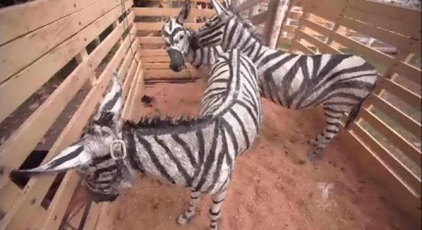 Los burros quedan como si fueran zebras.