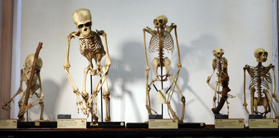 Esqueletos de diferentes clases de chimpancés y un aye-aye , el cual es el único representante vivo de su género (Daubentonia), en el museo “Grant Museum of Zoology” de Londres, dónde miles de diferentes especies mantienen una viva presencia.