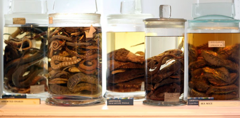 Distintas especies de serpientes son preservadas en el museo “Grant Museum of Zoology” de Londres, dónde miles de diferentes especies mantienen una viva presencia.