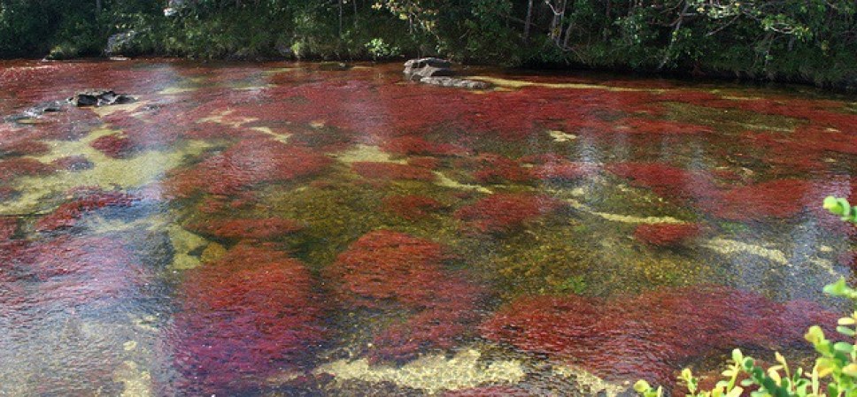 Caño Cristales, Colombia.- Ha sido llamado “el arco iris que se derritió” y “el río más hermoso del mundo”, y no es para menos.