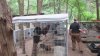 Policía: Pelea de gallos en Dallas termina con multas y decomiso de cientos de animales