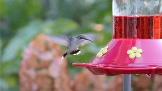 [UGCCHI-CJ]hummingbird