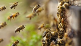 ABEJA ENJAMBRE TUCSON