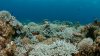 Arrecifes de coral en peligro: podrían desaparecer en unos años