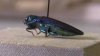 Detectan escarabajo barrenador esmeralda en el gran bosque Trinity de Dallas