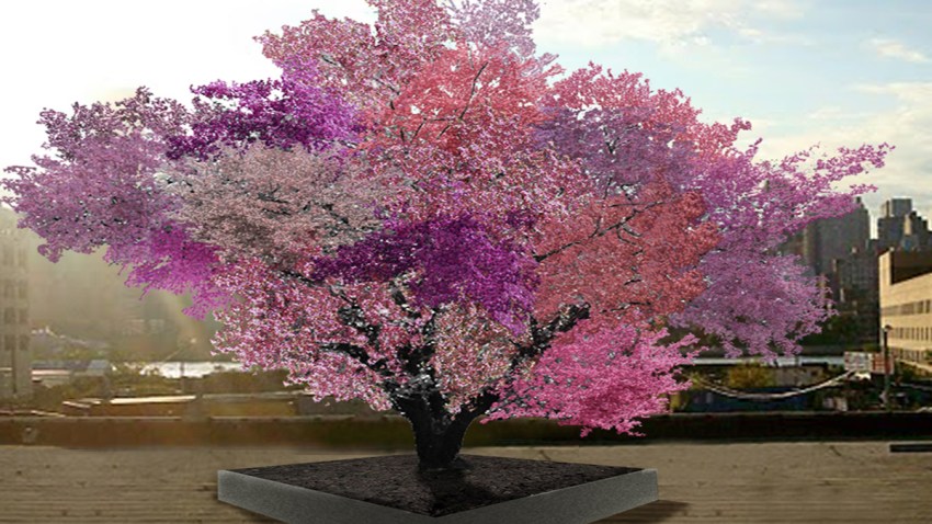 FruitTree11