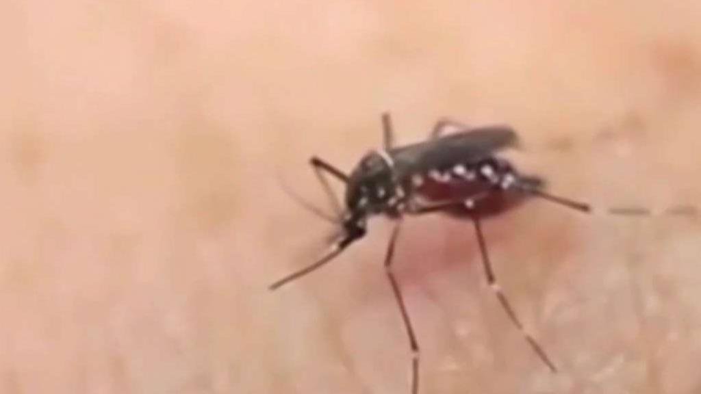 Detectan nueva área en el Metroplex con mosquitos que dieron positivo al virus del Nilo - Vimarsana News
