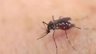 Fumigan_en_Carrollton_por_mosquito_con_virus_del_Nilo