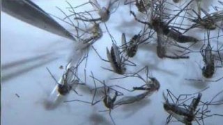 Se_encuentra_el_virus_del_Nilo_en_mosquitos_de_nuestra_area.jpg