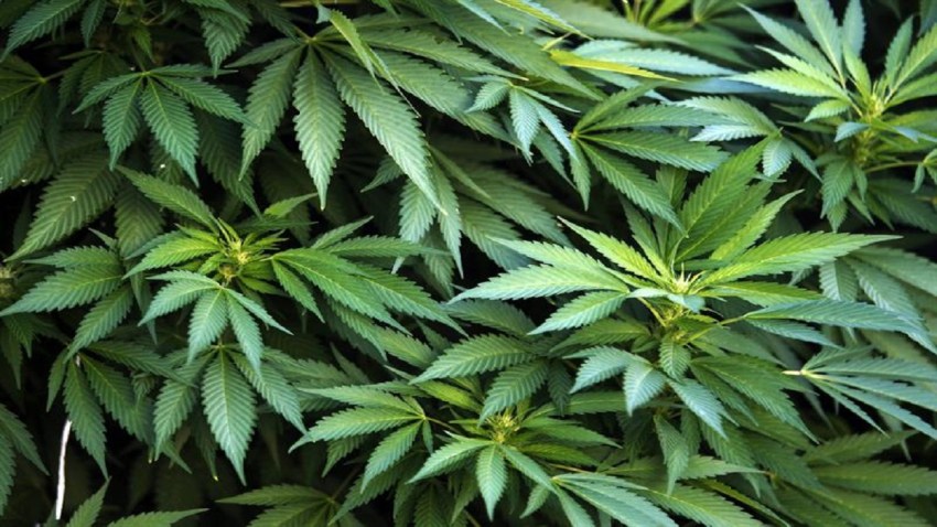 TLMD-MARIHUANA-PLANTATION