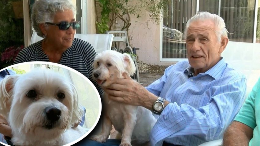 El perrito héroe que salvó a su dueño diabético tras desmayo