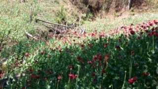 amapola-campos-oaxaca