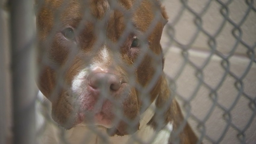 dak-prescott-dog-quarantine