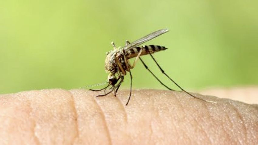 fumigan-condado-riverside-mosquitos-virus-nilo