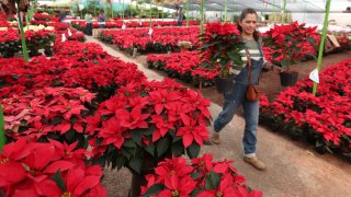 Flores de Nochebuena, símbolo de la Navidad en México.